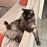 cat, fluffy, long_hair, dark_fur, yellow_eyes, pet, animal, sofa, couch, indoors, living_room, cushions, pillow, relaxed, sitting, lying_down, raised_paw, dangling_paw, home, portrait