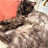 Azur participe au concours pour gagner de l'argent avec cette photo : cat, longhaired_cat, gray_cat, furry, pet, animal, portrait, lounging, sitting, relaxed, golden_eyes, whiskers, ears, paws, tail, cushion, sofa, indoor, home, furniture