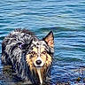 dog, water, wet_fur, animal, nature, outdoor, seaweed, pet, canine, blue_water, shallow_water, curious, fur, swimming, animal_portrait, looking_at_camera, playful, summer, river, coast