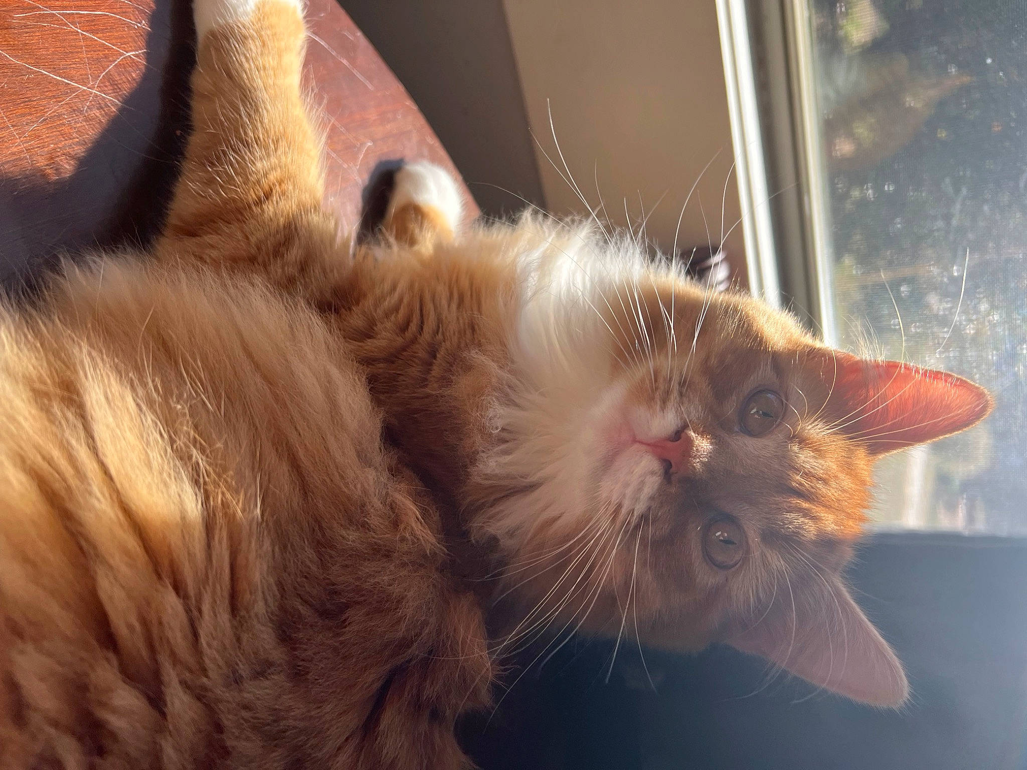Cheddar joined the competition — help win amazing prizes! carnivore, cat, claw, comfort, domestic_short_haired_cat, ear, fawn, felidae, fur, paw, small_to_medium_sized_cats, snout, tail, whiskers, window, wood