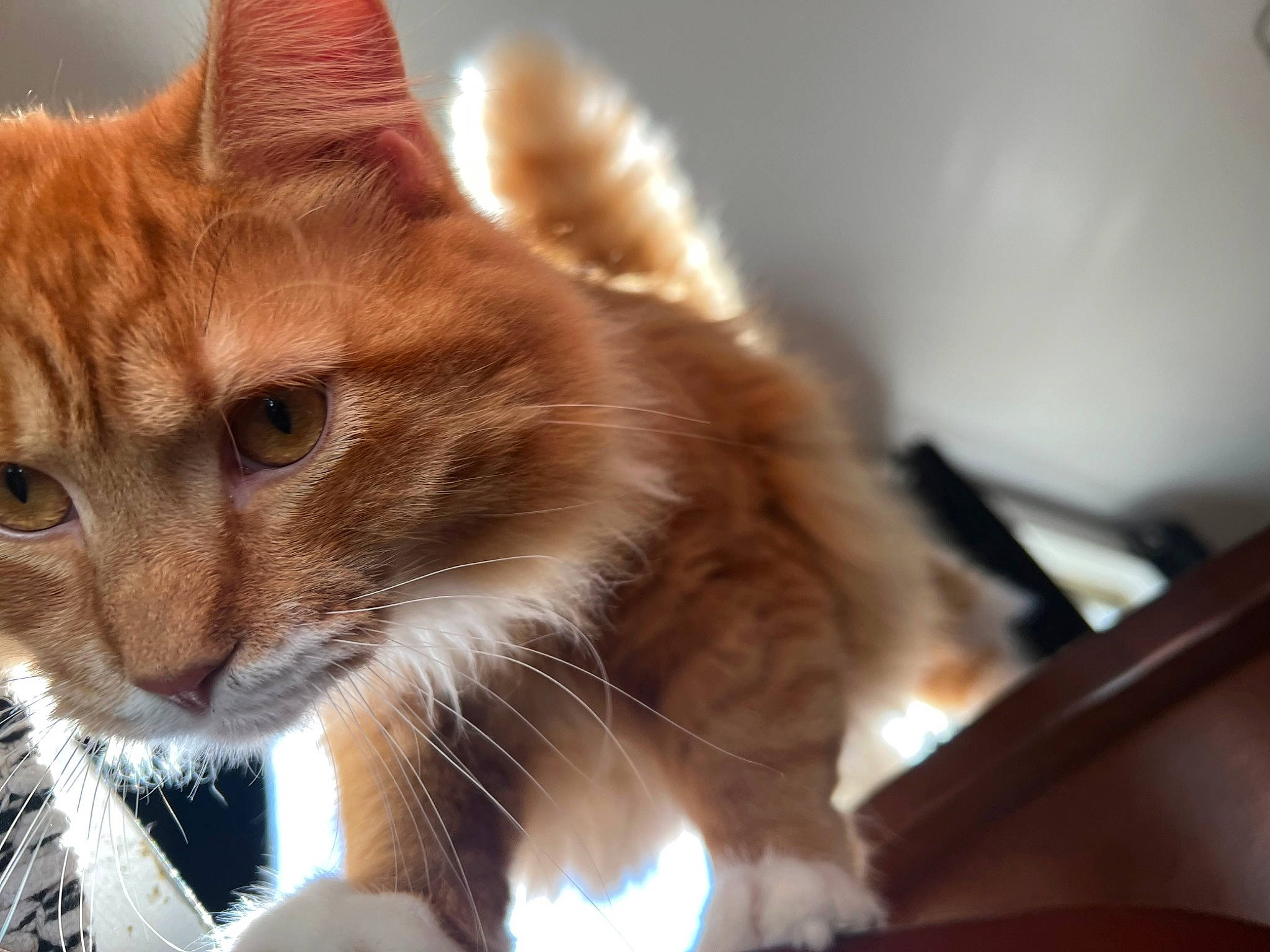 Cheddar is registered to the contest to win money with this photo: carnivore, cat, claw, domestic_short_haired_cat, fawn, felidae, fur, paw, small_to_medium_sized_cats, snout, tail, terrestrial_animal, whiskers, wildlife, window, wood