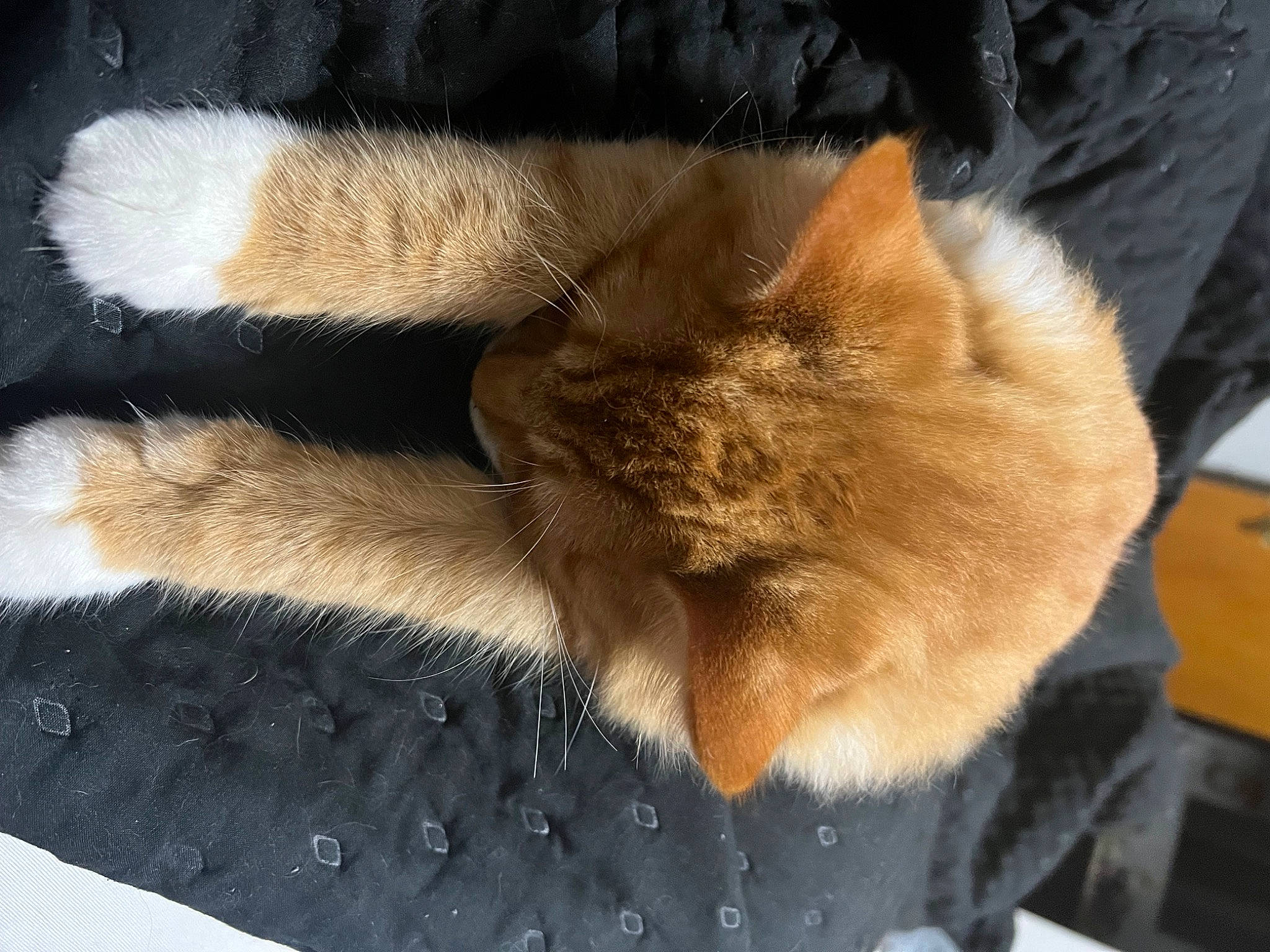 Cheddar is registered to the contest to win money with this photo: carnivore, cat, cat_supply, claw, comfort, domestic_short_haired_cat, fawn, felidae, fur, human_leg, nap, paw, small_to_medium_sized_cats, snout, tail, whiskers