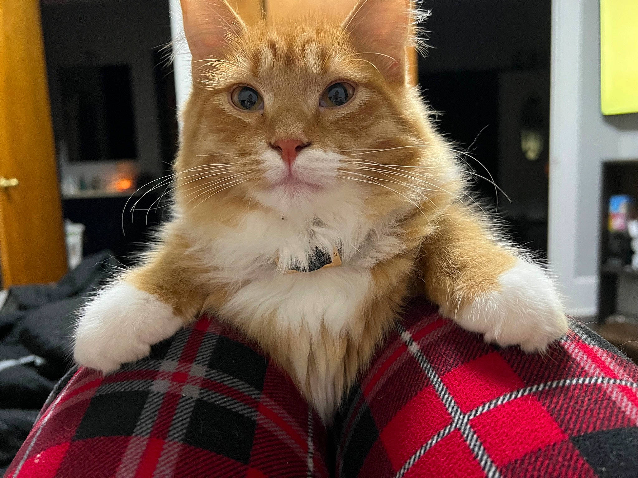 Cheddar joined the competition — help win amazing prizes! box, carnivore, cat, claw, comfort, domestic_short_haired_cat, fawn, felidae, fur, human_leg, lap, pattern, paw, plaid, small_to_medium_sized_cats, snout, tail, tartan, whiskers, window