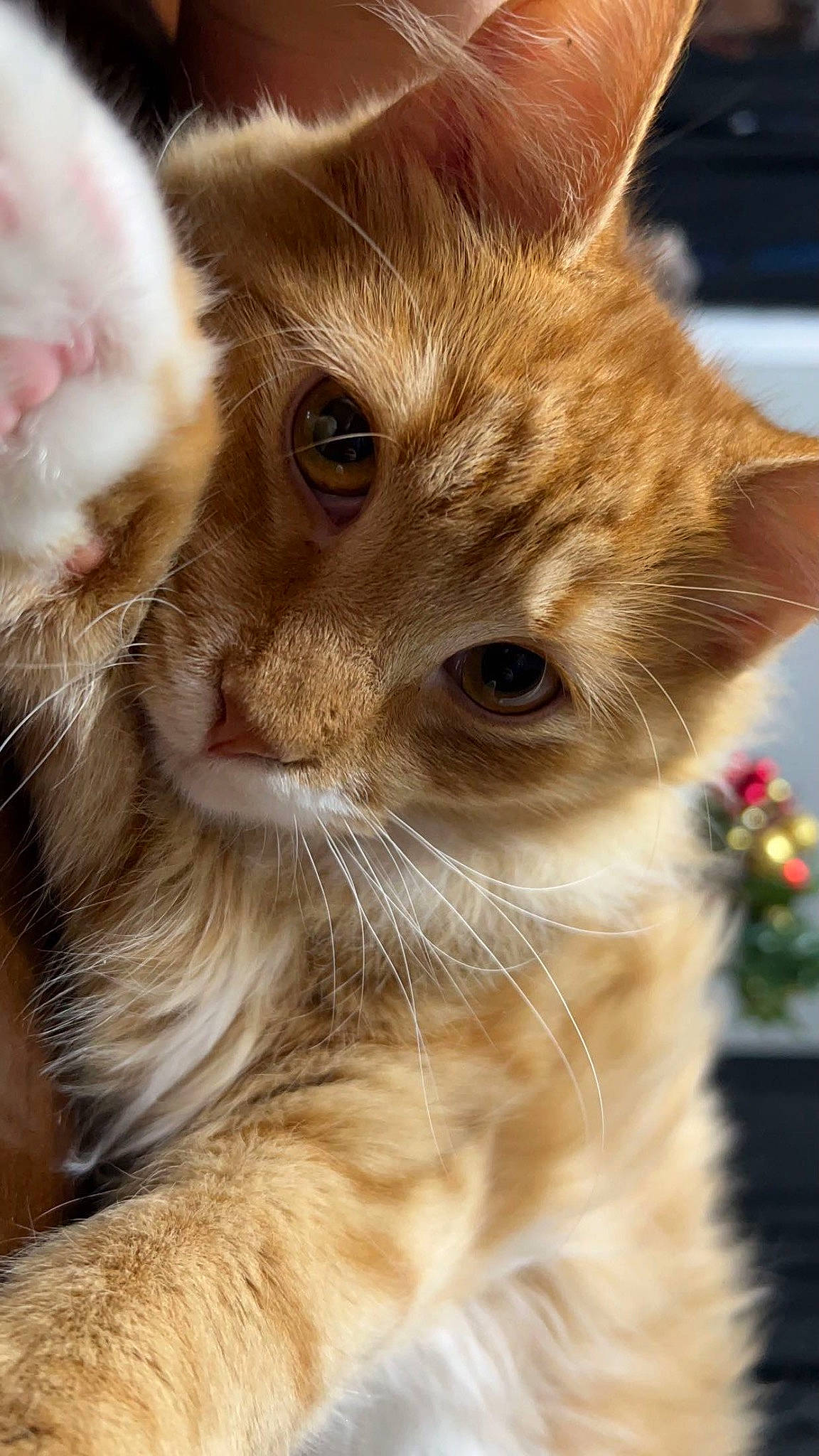 Cheddar joined the competition — help win amazing prizes! carnivore, cat, claw, close_up, domestic_short_haired_cat, ear, fawn, felidae, fur, iris, paw, plant, small_to_medium_sized_cats, snout, tail, terrestrial_animal, whiskers, wildlife