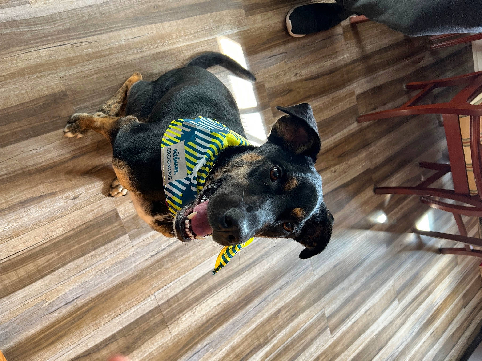 Luna is registered to the contest to win money with this photo: carnivore, collar, comfort, companion_dog, dog, dog_breed, dog_collar, dog_supply, fawn, floor, flooring, guard_dog, hardwood, laminate_flooring, pet_supply, tail, wood, wood_flooring, wood_stain, working_animal