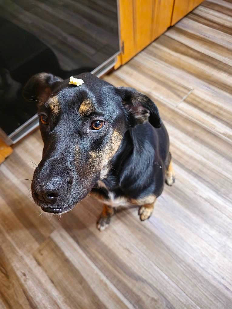 Luna is registered to the contest to win money with this photo: canidae, carnivore, collar, companion_dog, dog, dog_breed, ear, fawn, flooring, fur, guard_dog, hardwood, pet_supply, snout, sporting_group, terrestrial_animal, whiskers, wood, wood_stain, working_animal