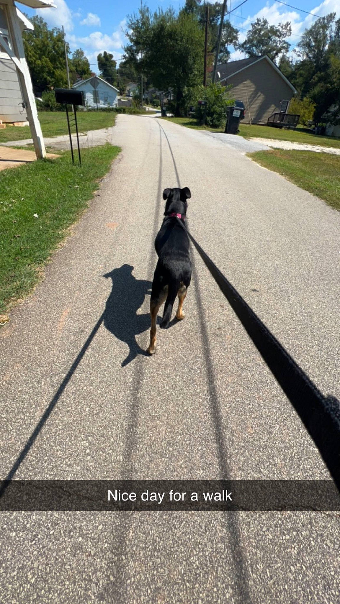 Luna joined the competition — help win amazing prizes! asphalt, building, carnivore, collar, companion_dog, dog, dog_breed, dog_collar, fawn, grass, leash, pet_supply, plant, road, road_surface, sidewalk, sky, tail, tar, tree