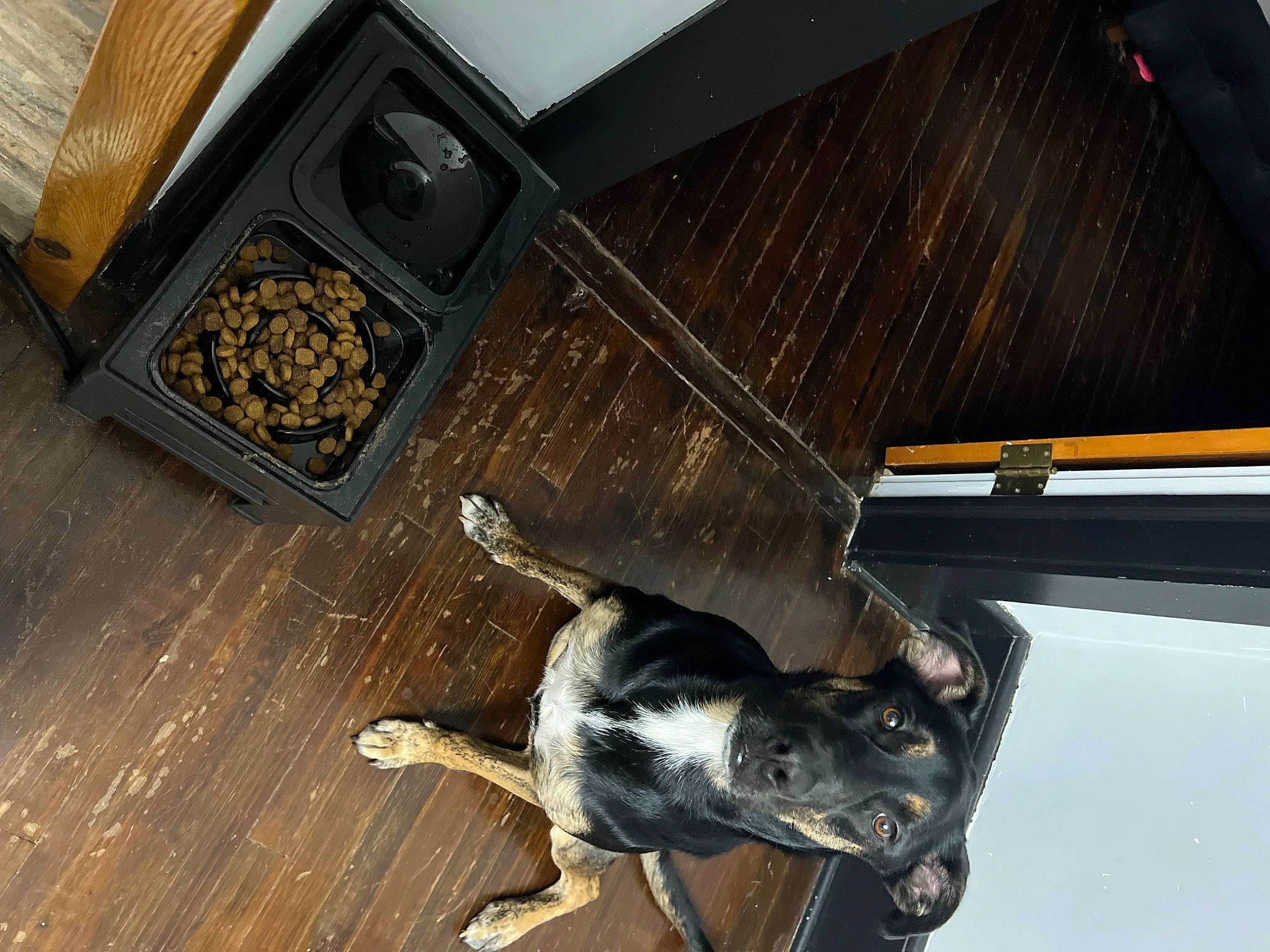 Luna is registered to the contest to win money with this photo: canidae, carnivore, collar, companion_dog, dog, dog_breed, flooring, fur, guard_dog, hardwood, laminate_flooring, pet_supply, sporting_group, tail, varnish, wood, wood_flooring, wood_stain, working_animal, working_dog