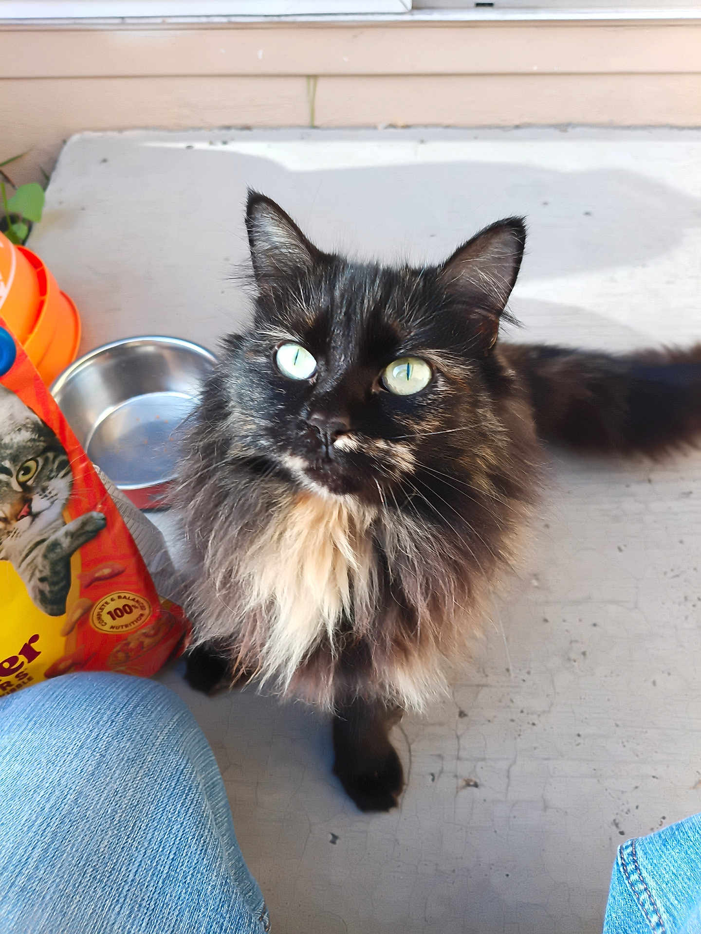 Ginger joined the competition — help win amazing prizes! cat, tortoiseshell_cat, long_hair, green_eyes, whiskers, pet, animal, close_up, portrait, looking_up, porch, feeding_bowl, cat_food_bag, fur, domestic_cat, curious, paws, sunlight, denim_knee, indoor_outdoor