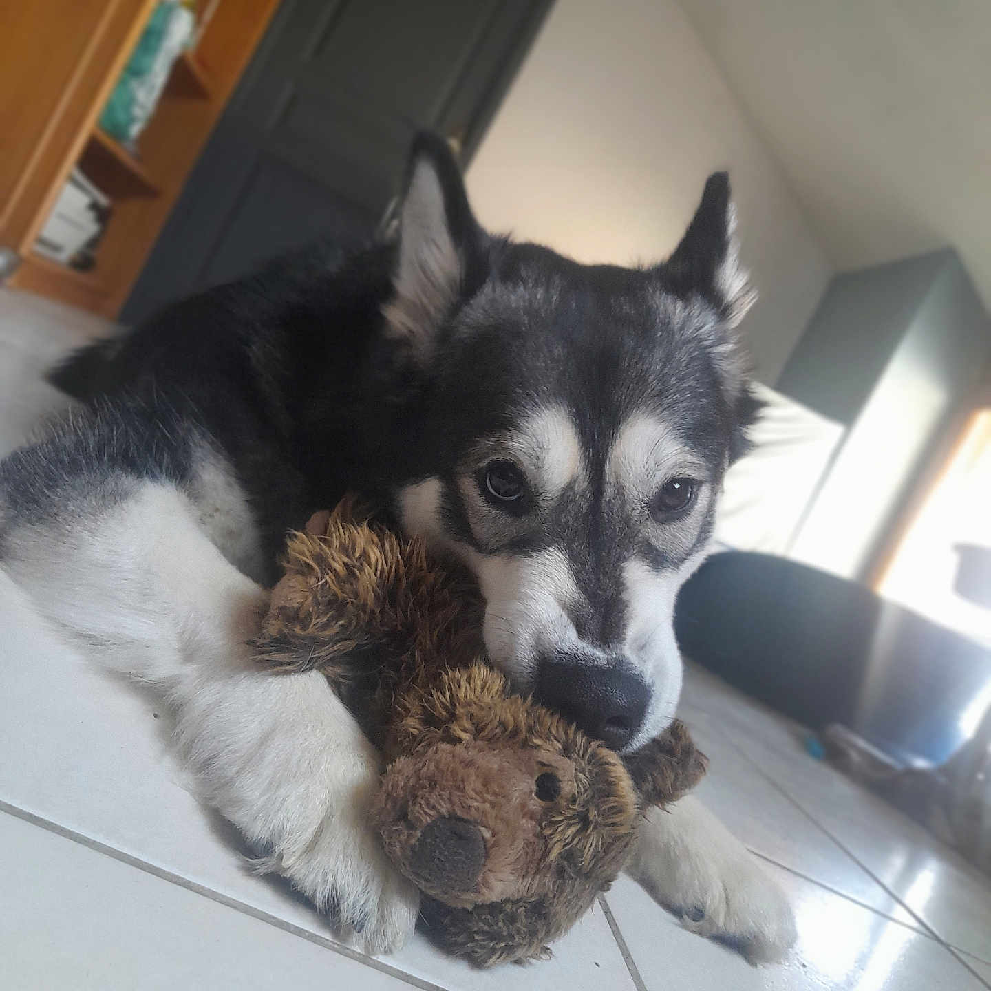 Yrys a rejoint le concours — aidez-le/la à gagner de superbes lots ! animal, architecture, building, canine, couch, dog, eskimodog, furniture, hardwood, husky, indoors, interiordesign, livingroom, pet, puppy, room, snout, terrier, toy, wood