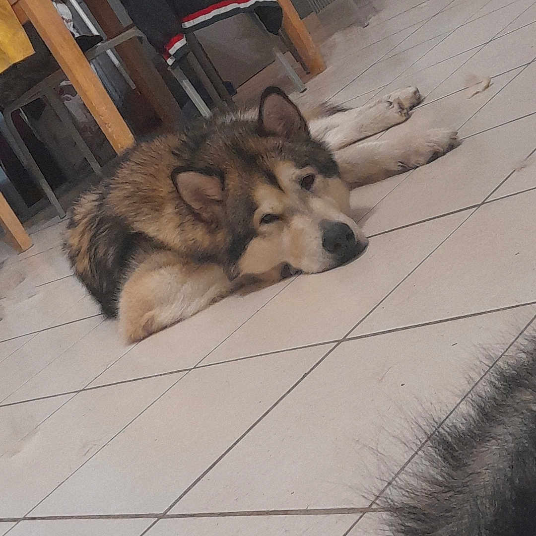 Simba participe au concours pour gagner de l'argent avec cette photo : accessories, animal, canine, diningtable, dog, eskimodog, flagstone, furniture, germanshepherd, hound, husky, indoors, interiordesign, path, pet, puppy, slate, table, walkway, wood