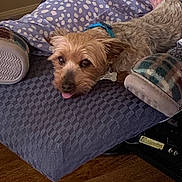 Buddy joined the competition — help win amazing prizes! close_up, collar, companion, cozy, cushion, dog, fabric, furniture, hand, indoor, pajamas, person, pet, polka_dot, purple, relaxed, resting, small_dog, tongue_out, wood_floor