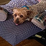 close_up, collar, companion, cozy, cushion, dog, fabric, furniture, hand, indoor, pajamas, person, pet, polka_dot, purple, relaxed, resting, small_dog, tongue_out, wood_floor