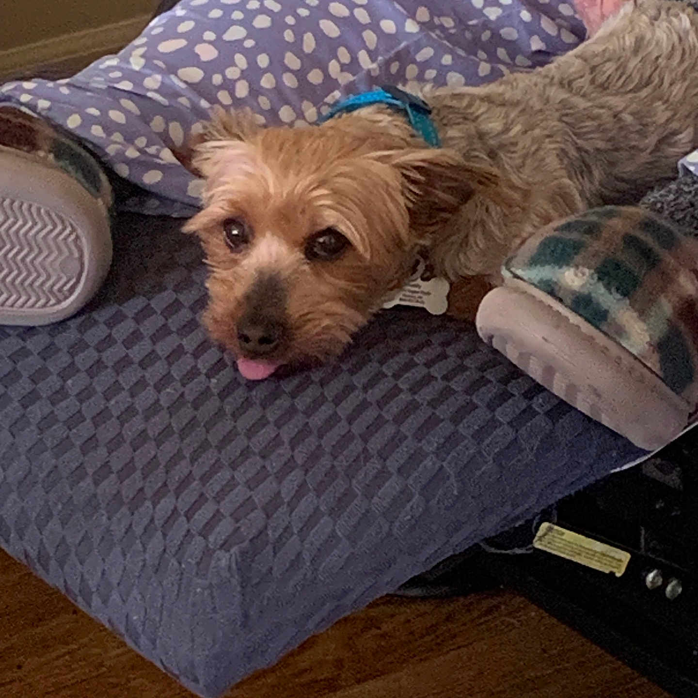 Buddy