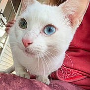 Princess is registered to the contest to win money with this photo: cat, white_cat, kitten, heterochromia, blue_eye, green_eye, pink_nose, whiskers, close_up, portrait, paws, indoor, human_hand, person_partial, red_shirt, cushion, window, curious, pet_portrait, cute