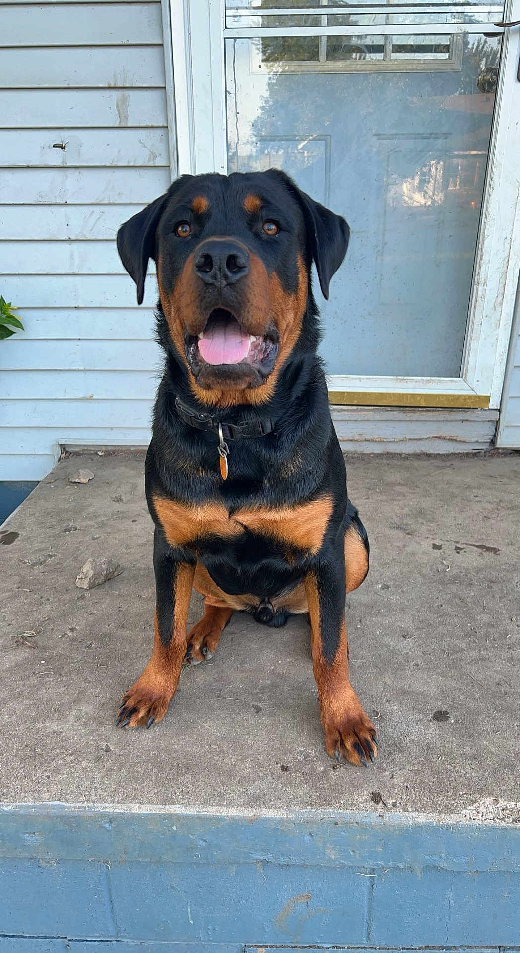 Max is registered to the contest to win money with this photo: dog, rottweiler, pet, porch, stoop, front_door, glass_door, house_siding, tongue_out, collar, dog_tag, paws, sitting, concrete, outdoor, brown_and_black, looking_up, happy, portrait, eye_contact