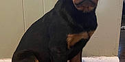 Max is registered to the contest to win money with this photo: dog, puppy, rottweiler, pet, sitting, indoor, floor, marble_floor, panel_wall, baseboard, black_fur, brown_markings, paws, ears, eyes, nose, portrait, looking_at_camera, cute, young_dog
