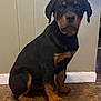 dog, puppy, rottweiler, pet, sitting, indoor, floor, marble_floor, panel_wall, baseboard, black_fur, brown_markings, paws, ears, eyes, nose, portrait, looking_at_camera, cute, young_dog
