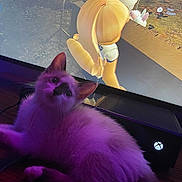 Fellah is registered to the contest to win money with this photo: kitten, purple_light, television, gaming_console, xbox, animated_character, blonde_hair, game_interface, text_overlay, indoor, pet, feline, screen, video_game, couch, cozy, relaxing, playing, close_up, technology