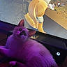 kitten, purple_light, television, gaming_console, xbox, animated_character, blonde_hair, game_interface, text_overlay, indoor, pet, feline, screen, video_game, couch, cozy, relaxing, playing, close_up, technology