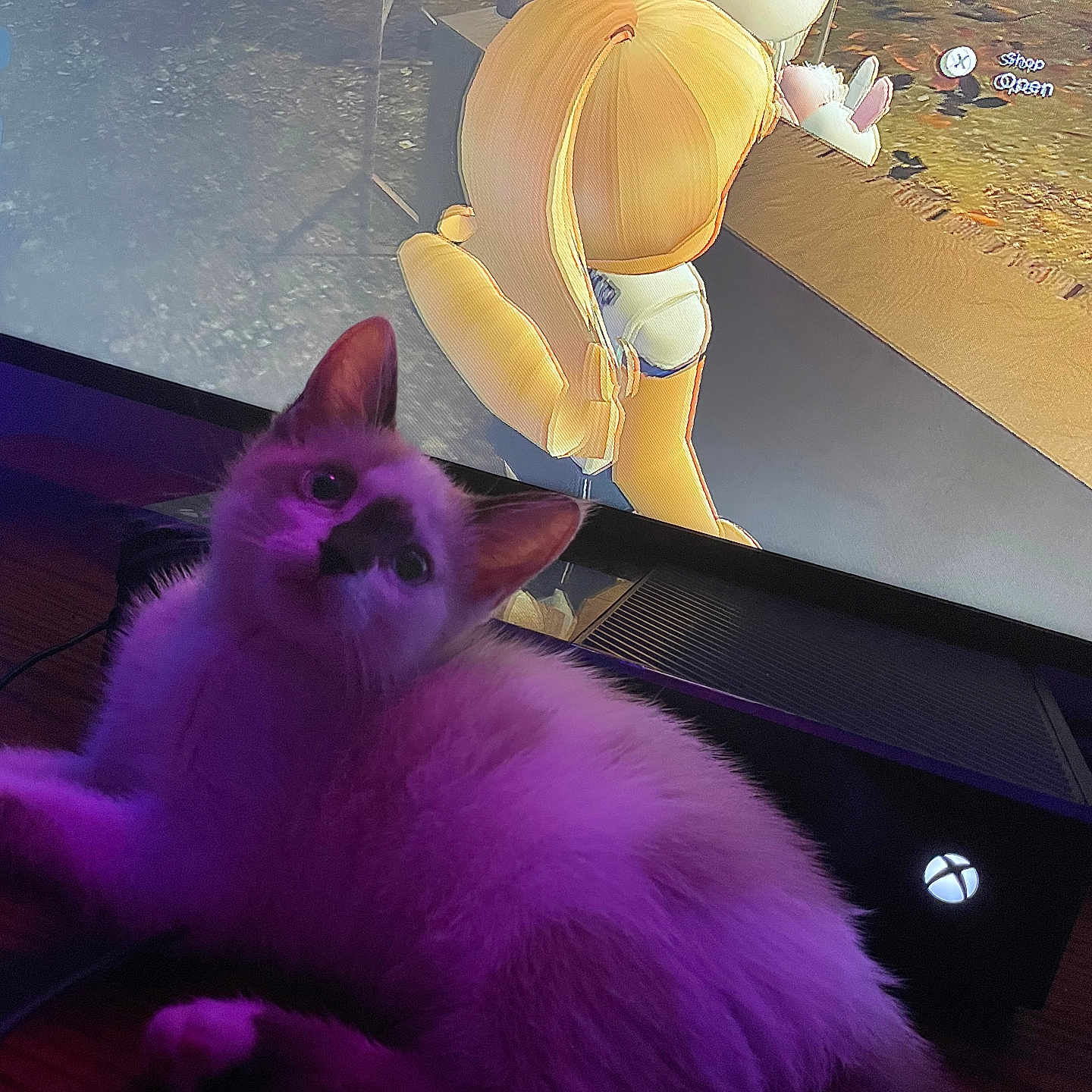 Fellah is registered to the contest to win money with this photo: kitten, purple_light, television, gaming_console, xbox, animated_character, blonde_hair, game_interface, text_overlay, indoor, pet, feline, screen, video_game, couch, cozy, relaxing, playing, close_up, technology
