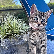 Cherry joined the competition — help win amazing prizes! kitten, tabby, cat, pink_collar, glass_table, plant, outdoor, sunlight, blue_chair, curious, small_animal, pet, fur, whiskers, young, nature, closeup, domestic_animal, exploring, cute
