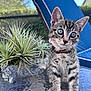 kitten, tabby, cat, pink_collar, glass_table, plant, outdoor, sunlight, blue_chair, curious, small_animal, pet, fur, whiskers, young, nature, closeup, domestic_animal, exploring, cute