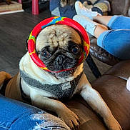 Sam is registered to the contest to win money with this photo: pug, dog, pet, living_room, couch, jeans, ripped_jeans, colorful_ring, pet_bed, cat, floor, sitting, relaxing, indoor, furniture, person, casual, animal, cozy, cute