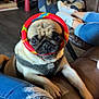 pug, dog, pet, living_room, couch, jeans, ripped_jeans, colorful_ring, pet_bed, cat, floor, sitting, relaxing, indoor, furniture, person, casual, animal, cozy, cute