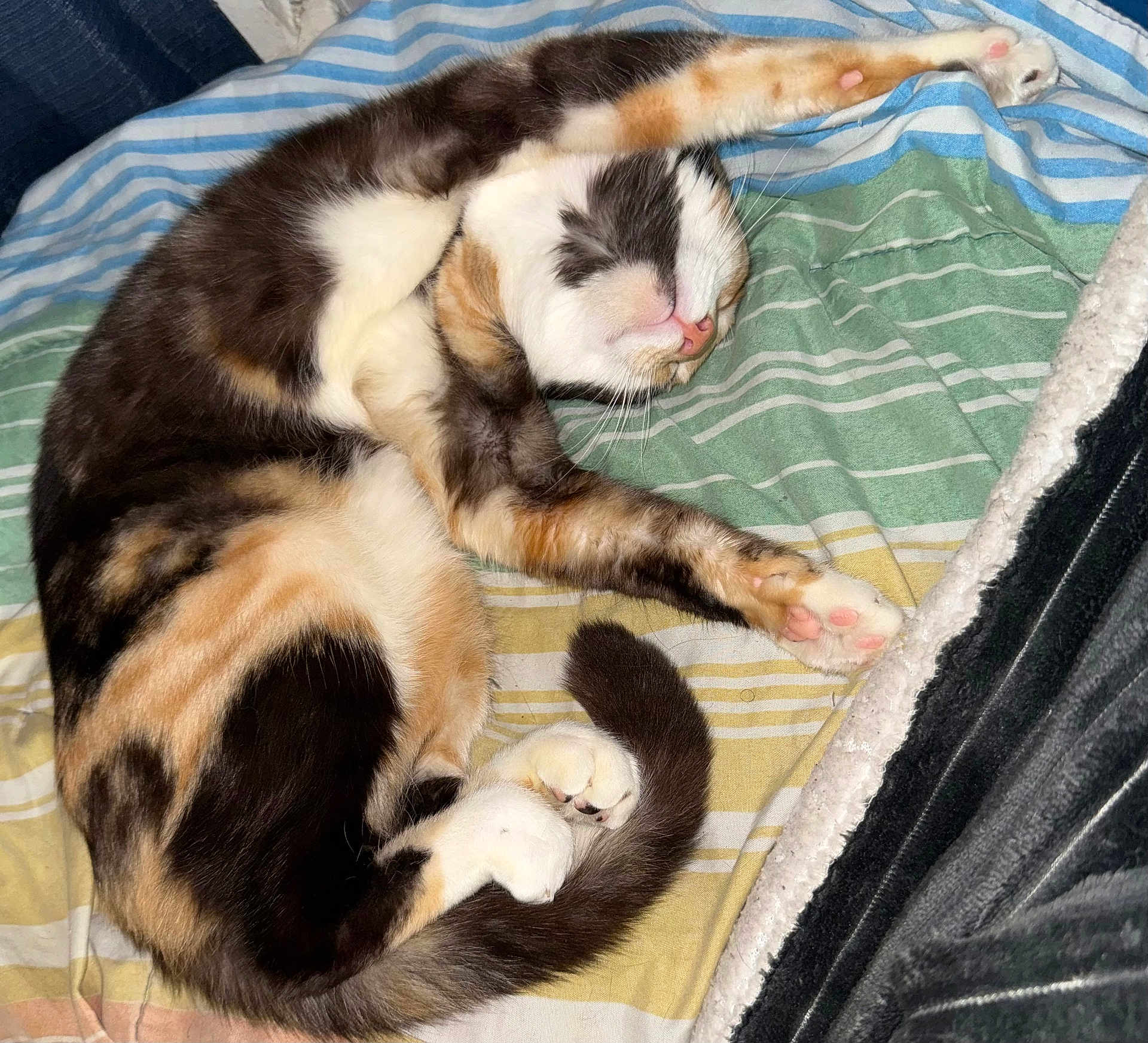 Lillian joined the competition — help win amazing prizes! bed, blanket, calico, cat, cozy, cute, domestic_cat, fur, indoor, nap, napping, paws, pet, pink_paw_pads, relaxed, sleeping, striped_blanket, tabby, tail, whiskers