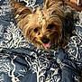 dog, yorkshire_terrier, pet, small_dog, tongue_out, ears, fur, bed, bedding, blanket_pattern, blue_bedspread, closeup, portrait, cute, playful, indoor, remote_control, human_hand, whiskers, braid