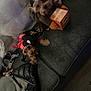 Dakota is registered to the contest to win money with this photo: dog, yorkshire_terrier, puppy, costume, ups_box, couch, sofa, pet, living_room, small_dog, fabric, blanket, jacket, leash, cute, brown_fur, black_fur, hand, floor, playful