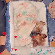Dakota is registered to the contest to win money with this photo: bedroom, blanket, blanket_burrito, candid_photo, cozy, dog, fabric, furry, hardwood_floor, hearts_overlay, laundry, nose, paw_prints, pet, pet_bed, sleeping, small_dog, snout, soft_fur, top_down_view