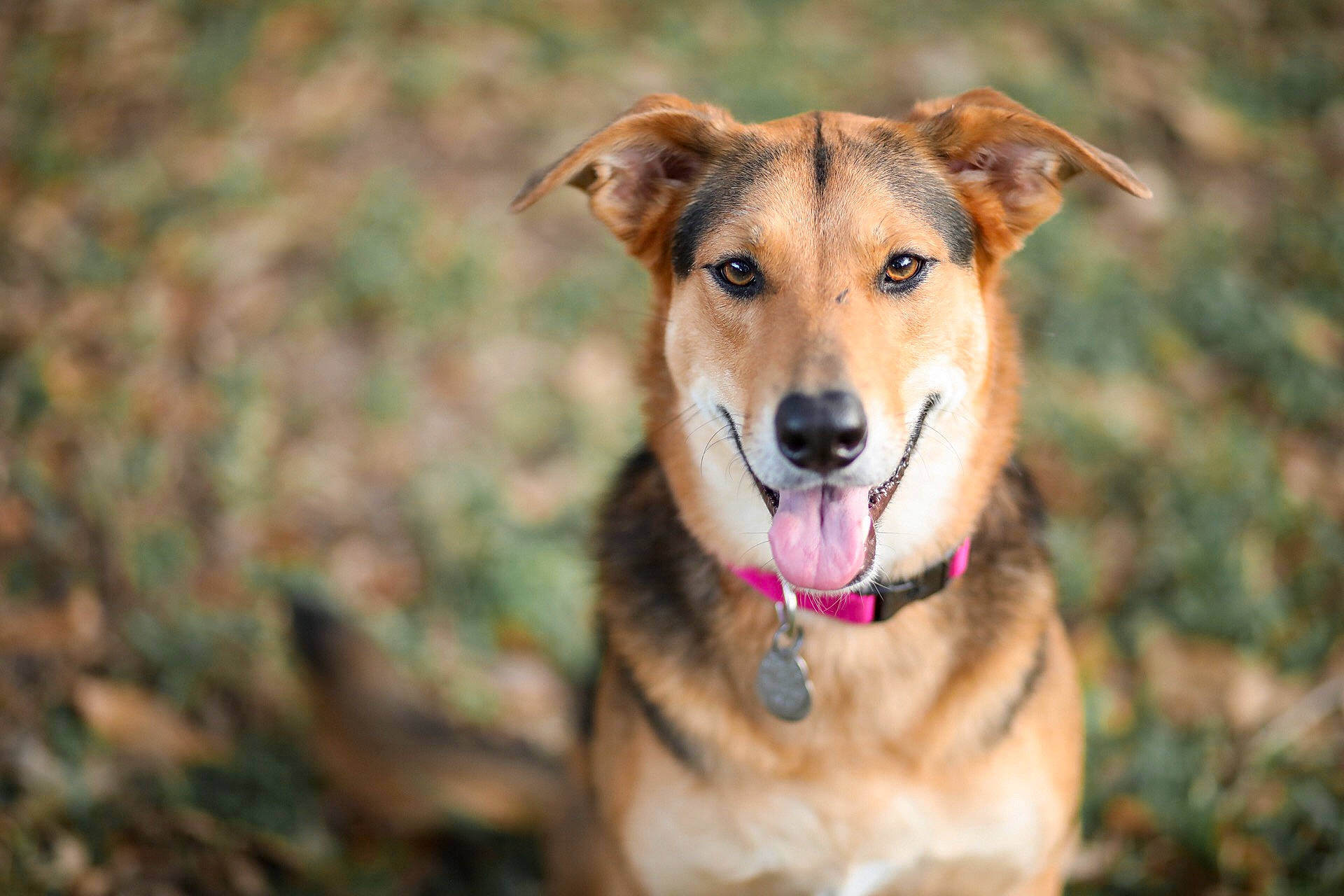 Dawson is registered to the contest to win money with this photo: canidae, carnivore, collar, companion_dog, dog, dog_breed, dog_collar, fawn, fur, grass, plant, snout, sporting_group, terrestrial_animal, tree, whiskers, wildlife, wood, working_dog