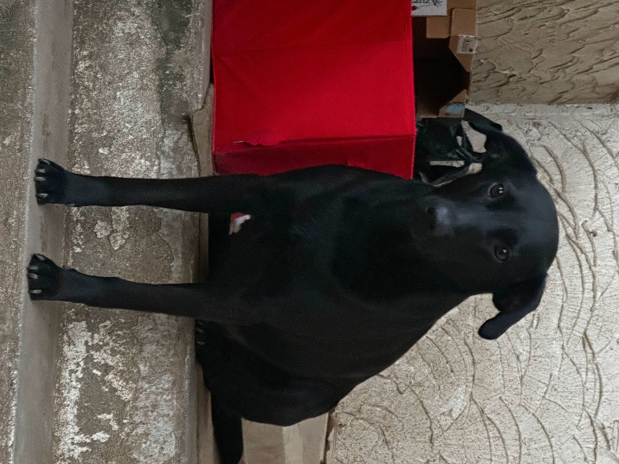 Mulan a rejoint le concours — aidez-le/la à gagner de superbes lots ! black, canidae, carmine, carnivore, collar, companion_dog, dog, dog_breed, dog_collar, grey, liver, mammal, pet_supply, snout, tail, terrestrial_animal, tints_and_shades, vertebrate, wood, working_animal