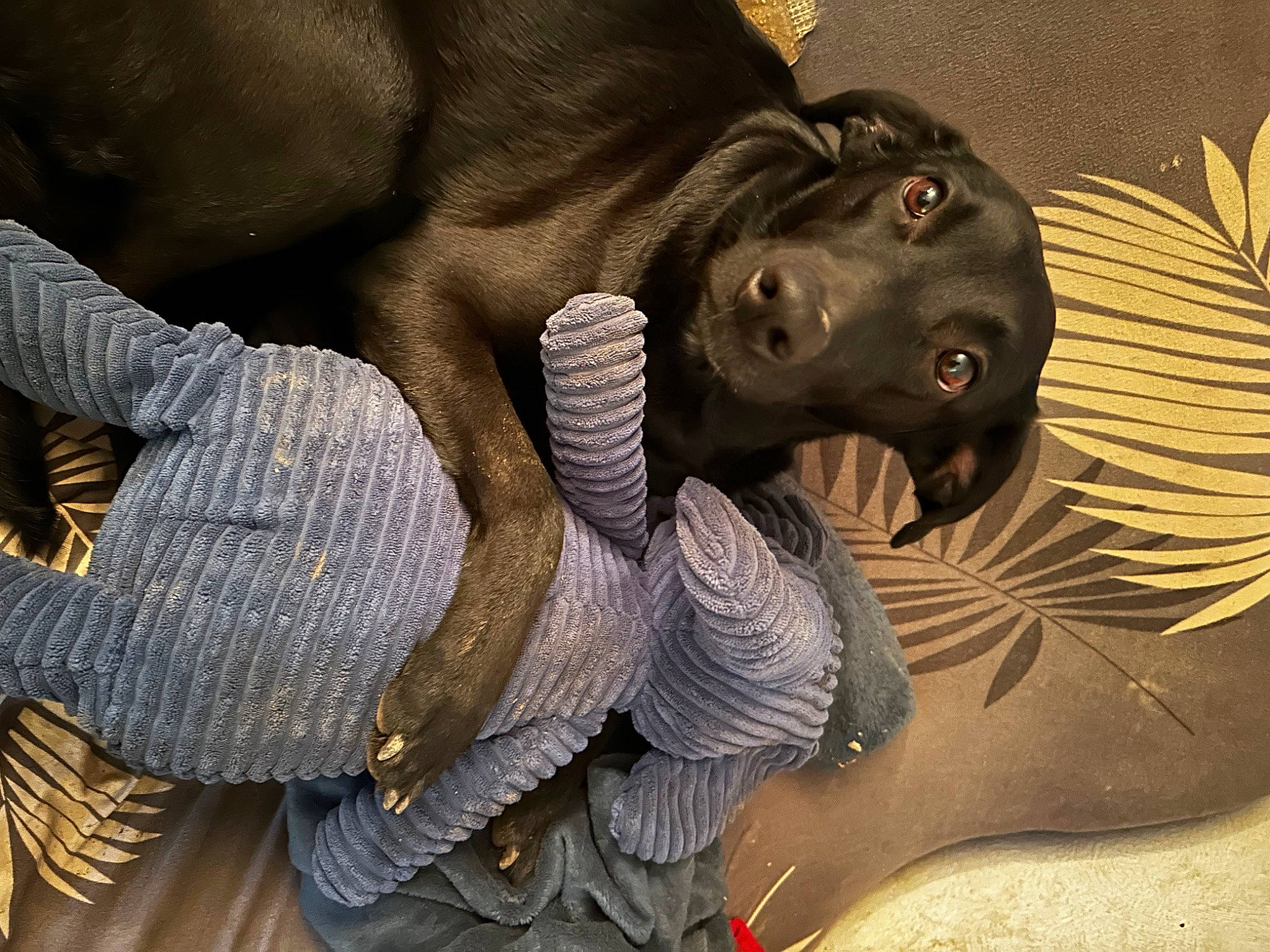 Mulan a rejoint le concours — aidez-le/la à gagner de superbes lots ! art, carnivore, carving, cg_artwork, dog, extinction, guard_dog, metal, sculpture, snout, statue, terrestrial_animal, visual_arts, wildlife, wing, wood, working_animal, wrinkle