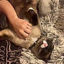 Rax is registered to the contest to win money with this photo: animal, cat, collar, comfort, cozy, cute, domestic, fluffy_blanket, fur, hand, indoor, mammal, person, pet, pink_nose, relaxed, resting, sleeping, soft_texture, touch