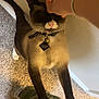 Rax is registered to the contest to win money with this photo: affection, animal, black, brown, carpet, casual_clothing, cat, collar, feline, hand, indoor, paws, person, pet, playing, siamese_cat, standing, tag, touching, white