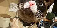 Rax joined the competition — help win amazing prizes! animal, blue_eyes, cat, close_up, collar, countertop, cup, curious, domestic_animal, fur, household, indoor, kitchen, pet, pink_nose, siamese_cat, sink, tags, whiskers, window