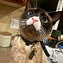 animal, blue_eyes, cat, close_up, collar, countertop, cup, curious, domestic_animal, fur, household, indoor, kitchen, pet, pink_nose, siamese_cat, sink, tags, whiskers, window