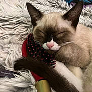 Rax joined the competition — help win amazing prizes! animal, cat, closed_eyes, comfort, cozy, cute, domestic_cat, fluffy_blanket, fur, hairbrush, indoor, mammal, pet, pink_nose, relaxed, resting, sleeping, soft_texture, tail, whiskers