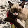 animal, cat, closed_eyes, comfort, cozy, cute, domestic_cat, fluffy_blanket, fur, hairbrush, indoor, mammal, pet, pink_nose, relaxed, resting, sleeping, soft_texture, tail, whiskers