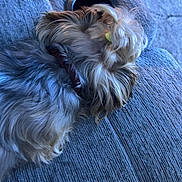 Bianca joined the competition — help win amazing prizes! dog, small_dog, fluffy, hair_tie, collar, resting, couch, blue_couch, textured_fabric, indoor, pet, sleeping, cozy, fur, side_view, animal, domestic_animal, relaxing, companion, cute