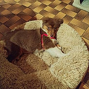 Arcane participe au concours pour gagner de l'argent avec cette photo : puppy, dog, pet, dog_bed, fur, brown, white, red_harness, indoors, floor, tile_floor, cozy, cute, animal, young_dog, lying_down, looking, curious, fluffy, resting
