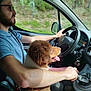 Arcane participe au concours pour gagner de l'argent avec cette photo : man, beard, glasses, dog, car, driving, seatbelt, window, forest, greenery, steering_wheel, interior, tongue_out, happy, brown_dog, white_dog, seat, casual_clothing, sunlight, leash