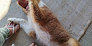 Arcane a rejoint le concours — aidez-le/la à gagner de superbes lots ! dog, playful, lying_down, paw, mouth_open, person, feet, flip_flops, pants, leaf_pattern, rug, concrete_floor, indoor, pet, fur, brown_and_white, shadow, texture, casual, interaction