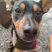 Roo joined the competition — help win amazing prizes! animal, background, black, blurred, brown, canine, carpet, close_up, cozy, curious, dog, ears, expression, face, fur, home, indoor, pet, scarf, snout
