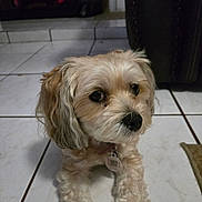 Lola is registered to the contest to win money with this photo: dog, pet, indoor, floor, tile, animal, cute, fur, mammal, collar, domestic_animal, small_dog, looking_away, companion, portrait, lying_down, whiskers, ears, paw, house