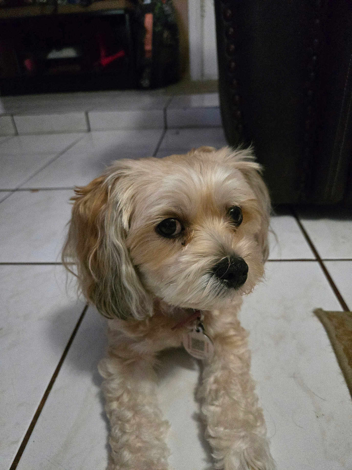 Lola is registered to the contest to win money with this photo: dog, pet, indoor, floor, tile, animal, cute, fur, mammal, collar, domestic_animal, small_dog, looking_away, companion, portrait, lying_down, whiskers, ears, paw, house
