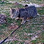 Hero And Tig is registered to the contest to win money with this photo: cat, tabby, leash, grass, outdoor, nature, animal, alert, roots, pine_cone, cautious, pet, walking, greenery, feline, small_animal, ground, daylight, curious, closeup